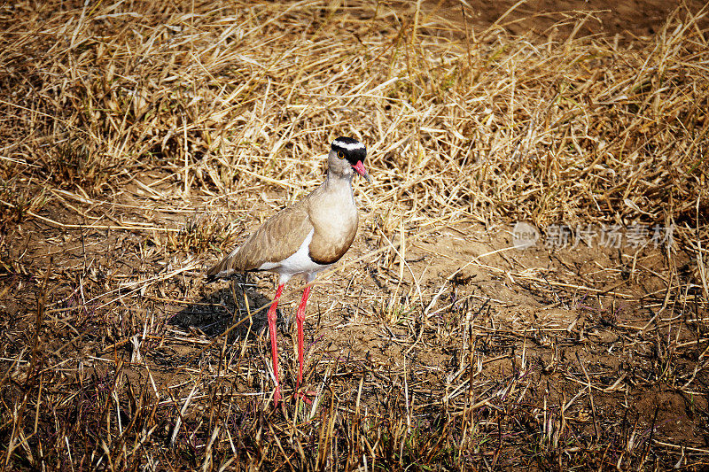 冠田凫(Vanellus Coronatus)的特写